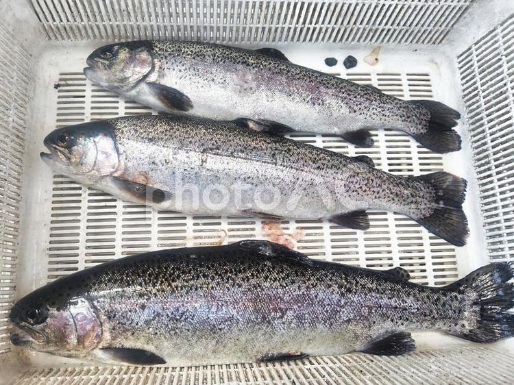 獲れたての生きたニジマス ニジマス,マス,虹鱒の写真素材