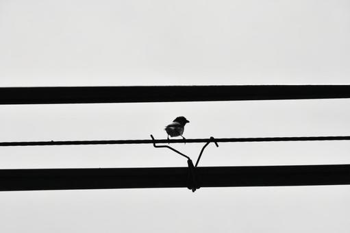 スズメの時間 スズメの時間 スズメ,鳥,電線の写真素材