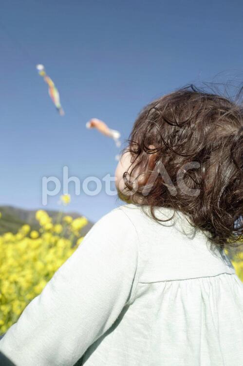 鯉のぼりを見つめる子供 菜の花,鯉のぼり,こいのぼりの写真素材