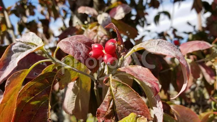 花水木の実色付く　【04】 花水木,実,色付くの写真素材