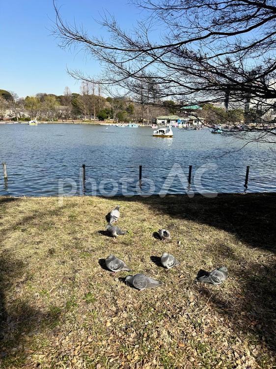 上野恩賜公園　冬の公園　冬の不忍池 風景,冬の公園,上野恩賜公園の写真素材