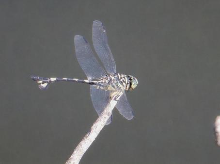 【昆虫写真】ウチワヤンマ(団扇蜻蜒) 【昆虫写真】ウチワヤンマ(団扇蜻蜒)の写真