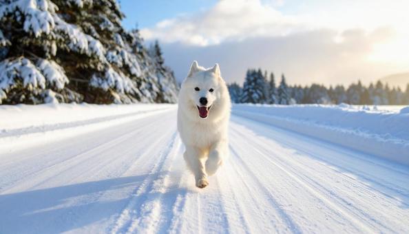 雪道を走ってくるサモエド 雪道を走ってくるサモエドの写真