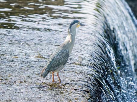 水辺のササゴイ 水辺のササゴイ ササゴイ,サギ,野鳥の写真素材
