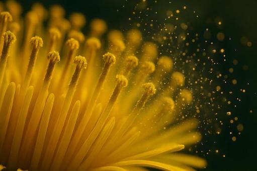 舞い散る花粉のクローズアップ 舞い散る花粉のクローズアップの写真