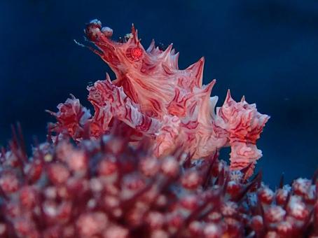 イソコンペイトウガニ イソコンペイトウガニ,カニ,マクロの写真素材