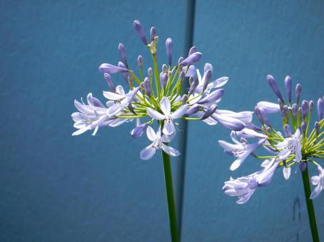 Photo, agapanthus, purple clam, blue, 
