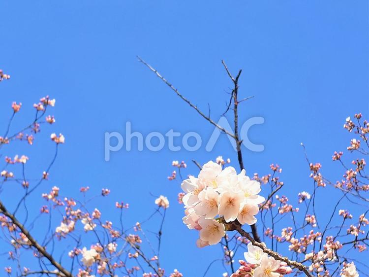 青空と桜＊春のイメージ 花,サクラ,薄ピンクの写真素材