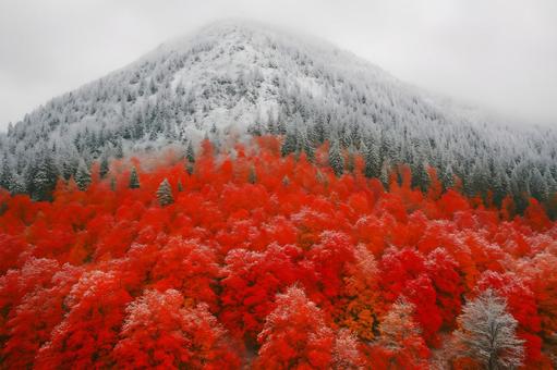 紅葉と初雪 紅葉と初雪の写真