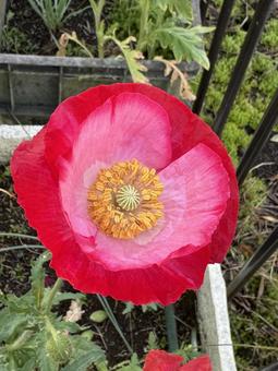 赤い花 赤い花の写真