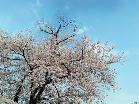 青空と桜 青空と桜 桜,青空,4月の写真素材