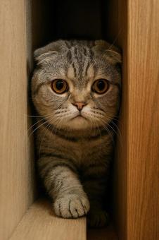 スタックしているねこ スタックしているねこの写真