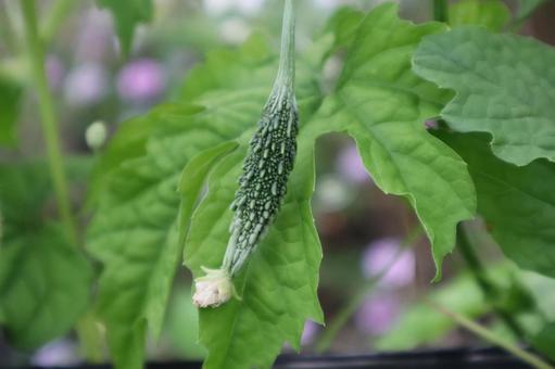 ゴーヤの赤ちゃんの写真