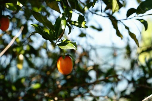 木の実 風景,枝,木の写真素材