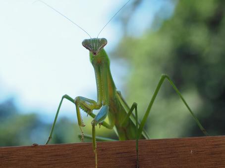 こちらを見つめているカマキリのアップ カマキリ,蟷螂,昆虫の写真素材