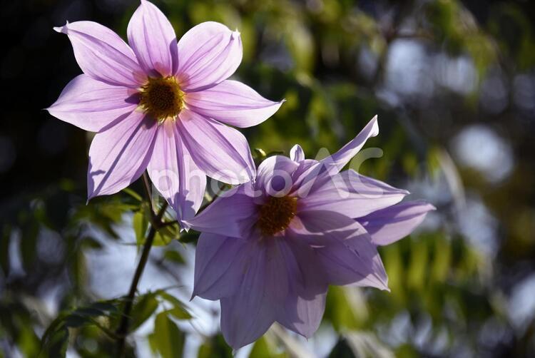 光線で透ける木立ダリア 花,色,薄紫の写真素材