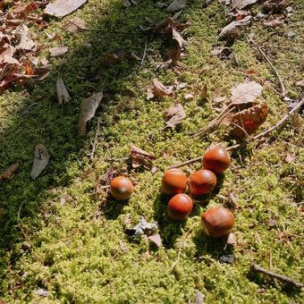 どんぐりと秋の太陽の光 どんぐりと秋の太陽の光 どんぐり,公園,無人の写真素材