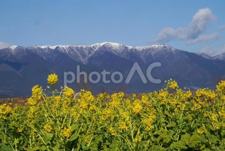 比良の冠雪と菜の花 2月,冬,山の写真素材