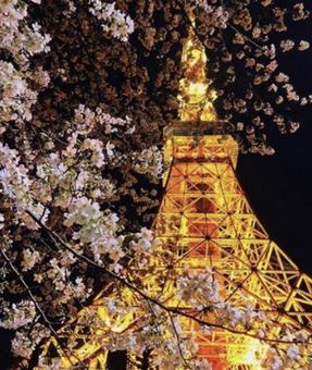 桜と東京タワー 桜と東京タワー お花見,東京タワー,桜の写真素材