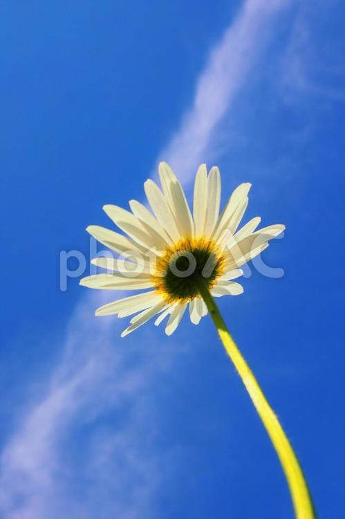 マーガレットの花と青空 マーガレット,カモミール,デイジーの写真素材