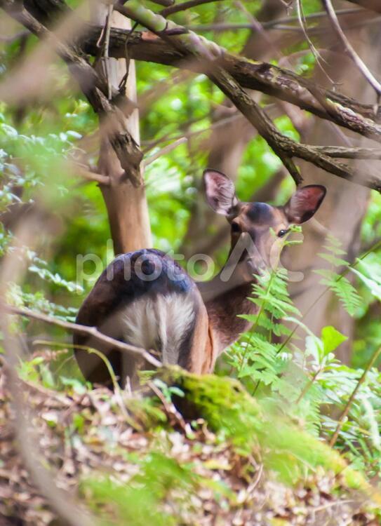 LOOK　BACK 自然,鹿,動物の写真素材