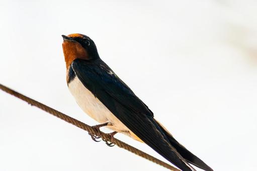 ハイキーな空に向かって凛と立つツバメ ツバメ,燕,野鳥の写真素材