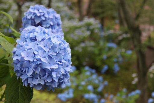紫陽花 紫陽花の写真