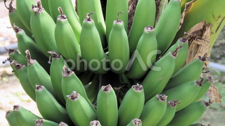 熱帯果樹温室の三尺バナナ 三尺バナナ,沖縄バナナ,果実の写真素材