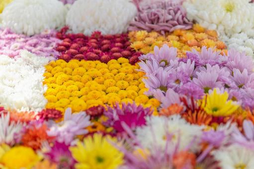 2025笠間の菊祭り5 菊祭り,笠間,秋の写真素材