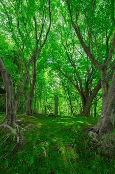 Photo, green, summer, landscape, 