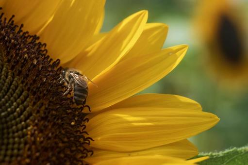 Bee on a sunflower, JPG Bee on a sunflower, JPG