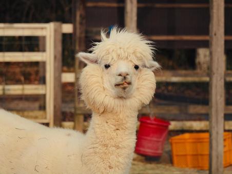 アルパカ アルパカ,動物,欧米の写真素材
