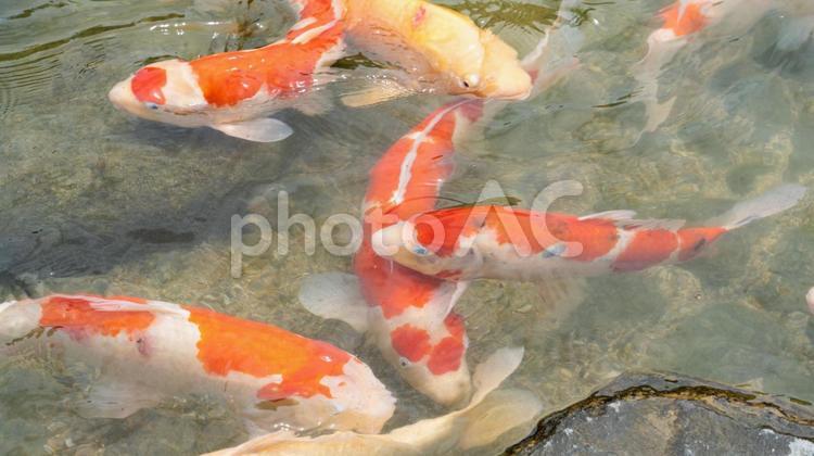 公園内の池にいるたくさんの鯉 コイ,池,錦鯉の写真素材