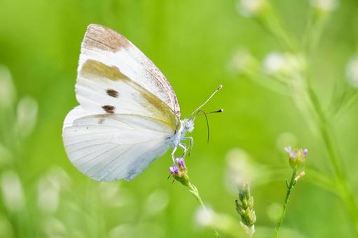 まだ蕾の花に留まるモンシロチョウ まだ蕾の花に留まるモンシロチョウの写真
