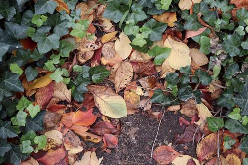 落ち葉と蔦 落ち葉,落葉,ツタの写真素材
