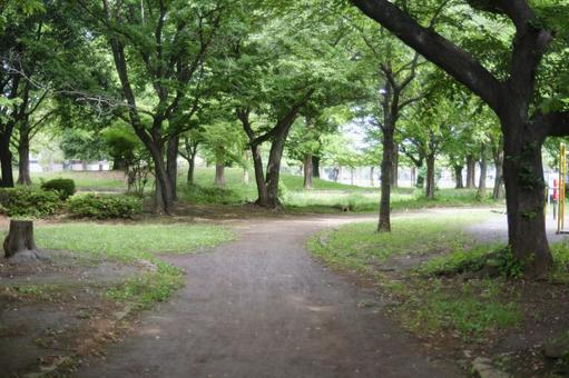 Photo, fresh green, spring, natural, 