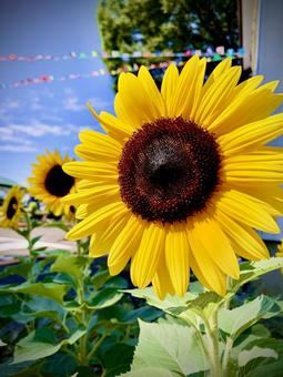 ひまわり789 ひまわり789 ひまわり,夏,花の写真素材