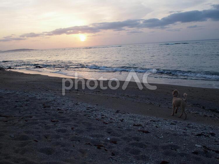 海　夕方　ペット　犬　沖縄 海,夕方,ペットの写真素材