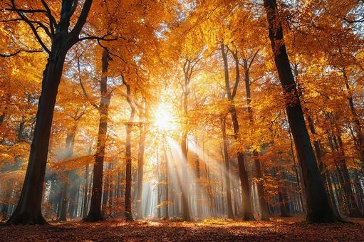 光差す幻想的な秋林 光差す幻想的な秋林の写真
