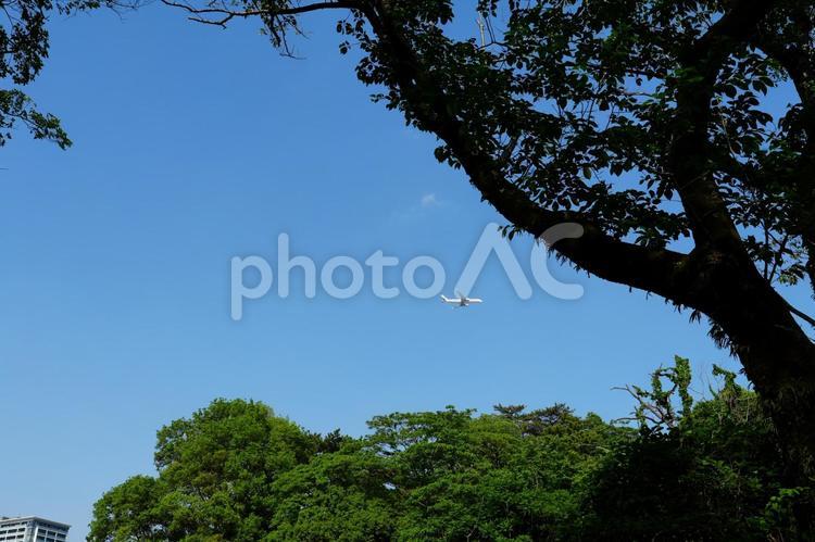 青空と木の間から見えた飛行機 飛行機,青空,新緑の写真素材