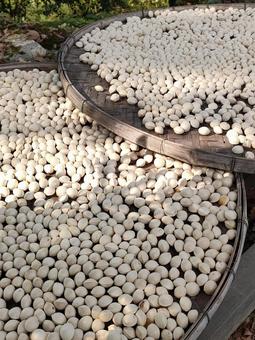 ぎんなん　えびら2枚分の天日干し１ ぎんなん,背景,銀杏の写真素材