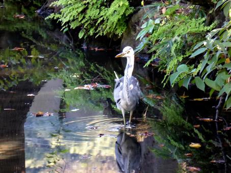 郊外の池に入り獲物を探すアオサギ アオサギ,サギ類,鳥の写真素材
