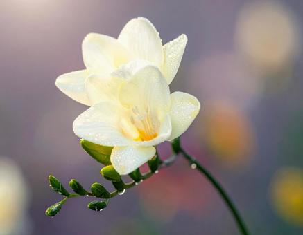 花 花の写真