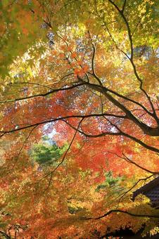 黄色とオレンジ色の秋の紅葉 縦 紅葉,秋,もみじの写真素材
