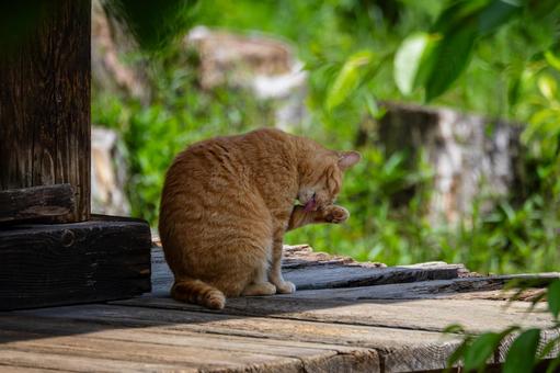 猫(99) 猫(99)の写真