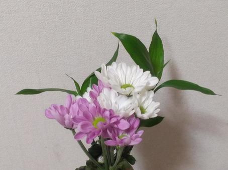 仏花 仏花 仏花,花,菊の写真素材