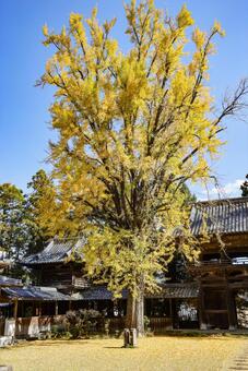 天祐寺の大イチョウ 大イチョウ,紅葉,木の写真素材