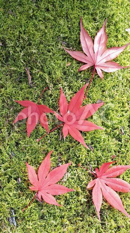 もみじと苔　和風 秋,和風,もみじの写真素材