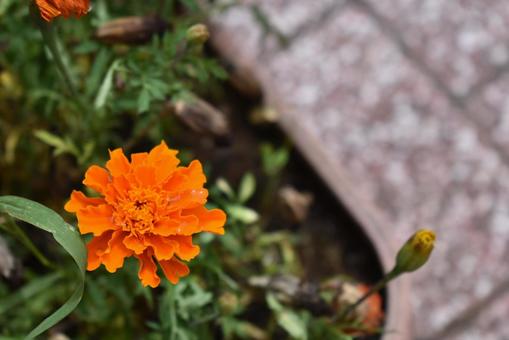 花・植物・自然 マリーゴールド 花・植物・自然 マリーゴールドの写真