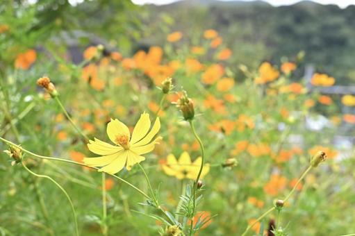 黄色いコスモス(黄花コスモス) 黄色いコスモス(黄花コスモス) コスモス,秋桜,黄花コスモスの写真素材
